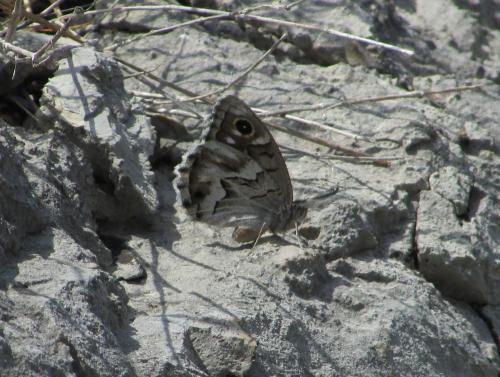 Hipparchia fidia